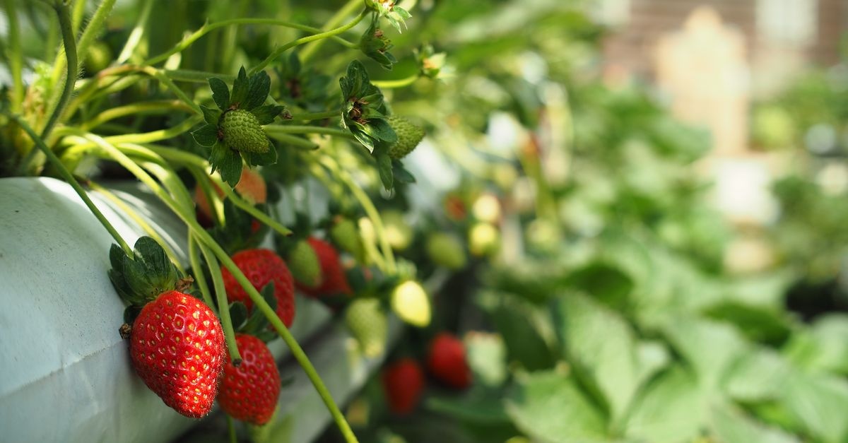 Erdbeeren im Hochbeet: Süße Ernte auf kleinem Raum ganz einfach genießen