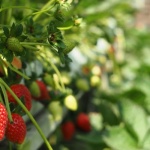 Erdbeeren im Hochbeet: Süße Ernte auf kleinem Raum ganz einfach genießen