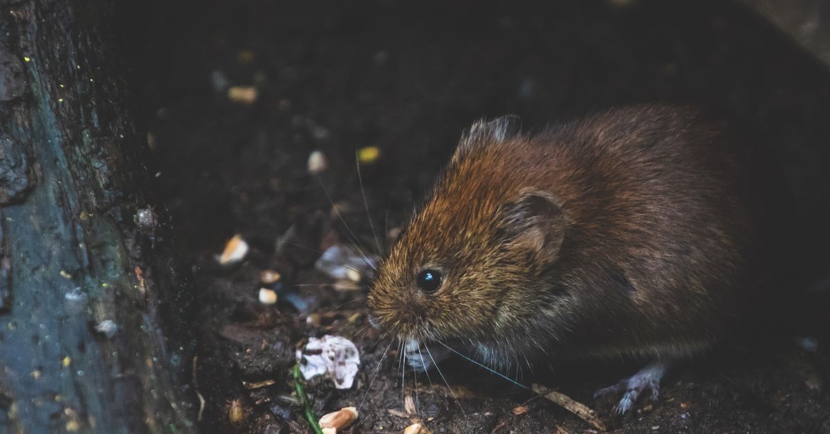 Wühlmäuse richtig erkennen: So entlarven Sie die kleinen Gartenbewohner