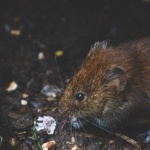 Wühlmäuse richtig erkennen: So entlarven Sie die kleinen Gartenbewohner