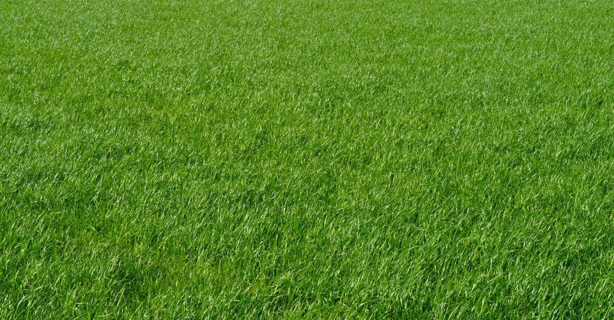So wird’s richtig grün: Rasensamen erfolgreich in den Boden einarbeiten
