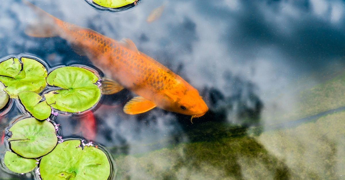 Teichfilter richtig auswählen: So bleibt Ihr Gartenteich kristallklar und gesund