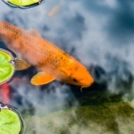 Teichfilter richtig auswählen: So bleibt Ihr Gartenteich kristallklar und gesund