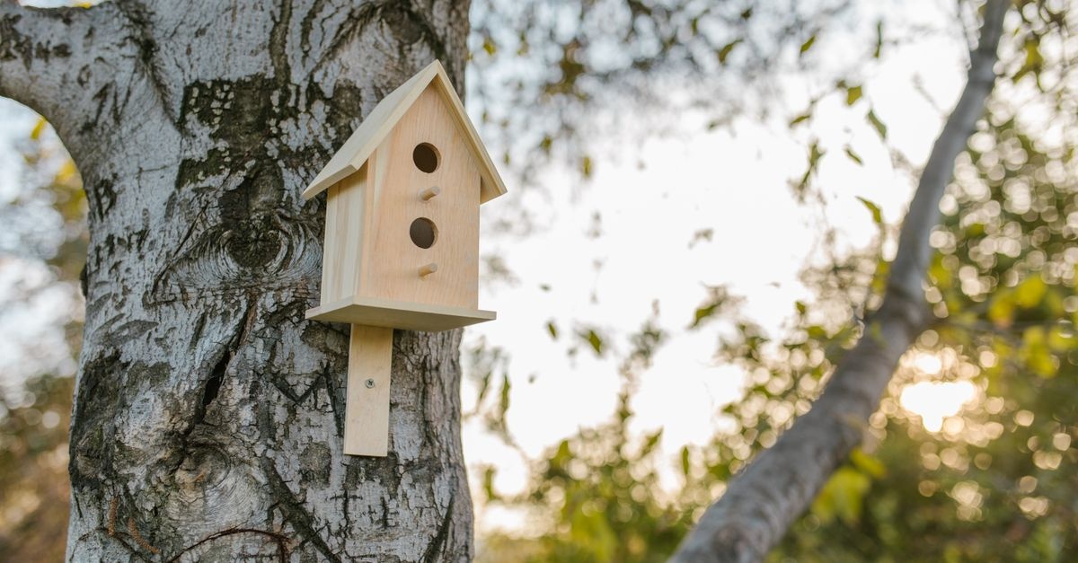 Vogelnistkasten richtig aufhängen: So wird dein Garten zum sicheren Zuhause für Vögel