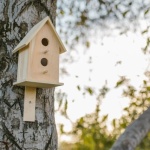 Vogelnistkasten richtig aufhängen: So wird dein Garten zum sicheren Zuhause für Vögel