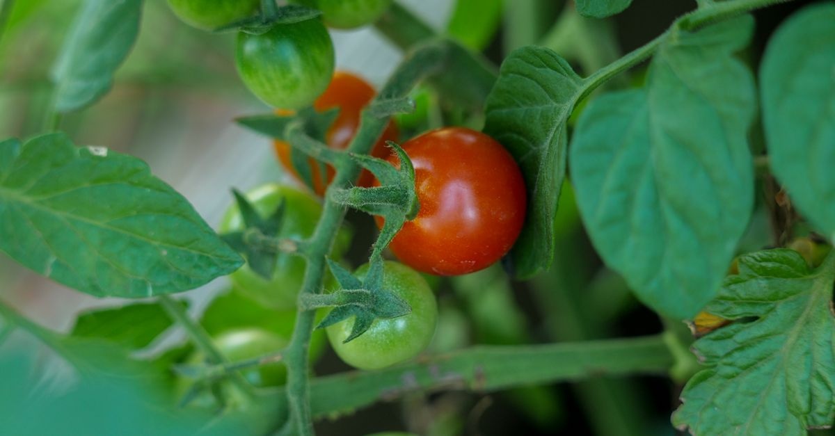 Gemüse auf dem Balkon anbauen: So wird dein kleiner Freiluftgarten zur Ernteoase