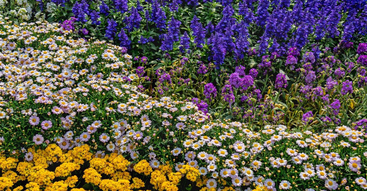 Garten harmonisch bepflanzen: Mit diesen Ideen wird dein grünes Paradies zum Wohlfühlort