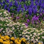 Garten harmonisch bepflanzen: Mit diesen Ideen wird dein grünes Paradies zum Wohlfühlort