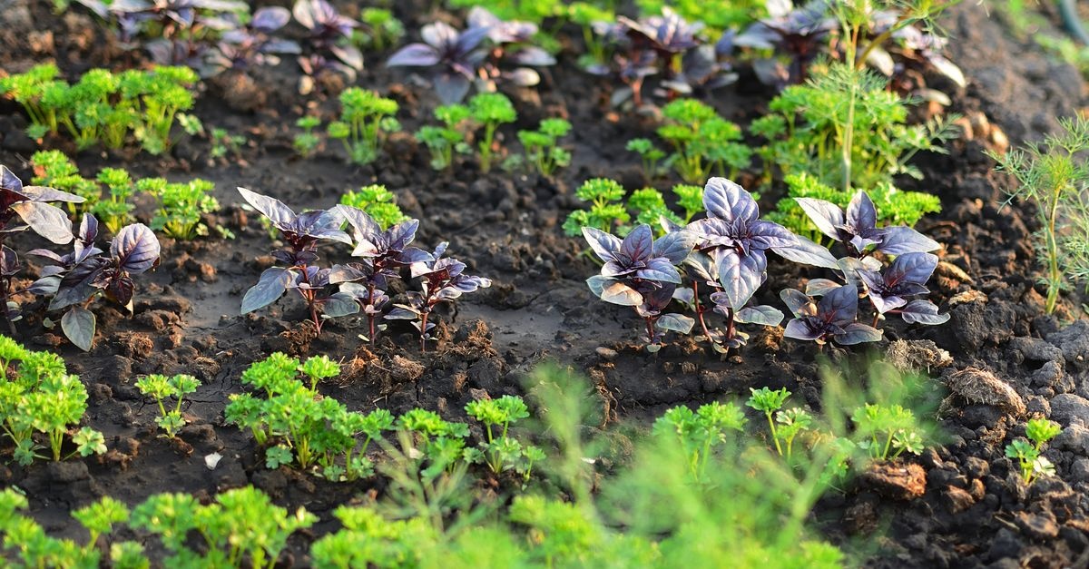 Gemüsebeet richtig anlegen: Mit diesen Tipps gelingt dein eigenes Ernteparadies