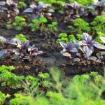 Gemüsebeet richtig anlegen: Mit diesen Tipps gelingt dein eigenes Ernteparadies