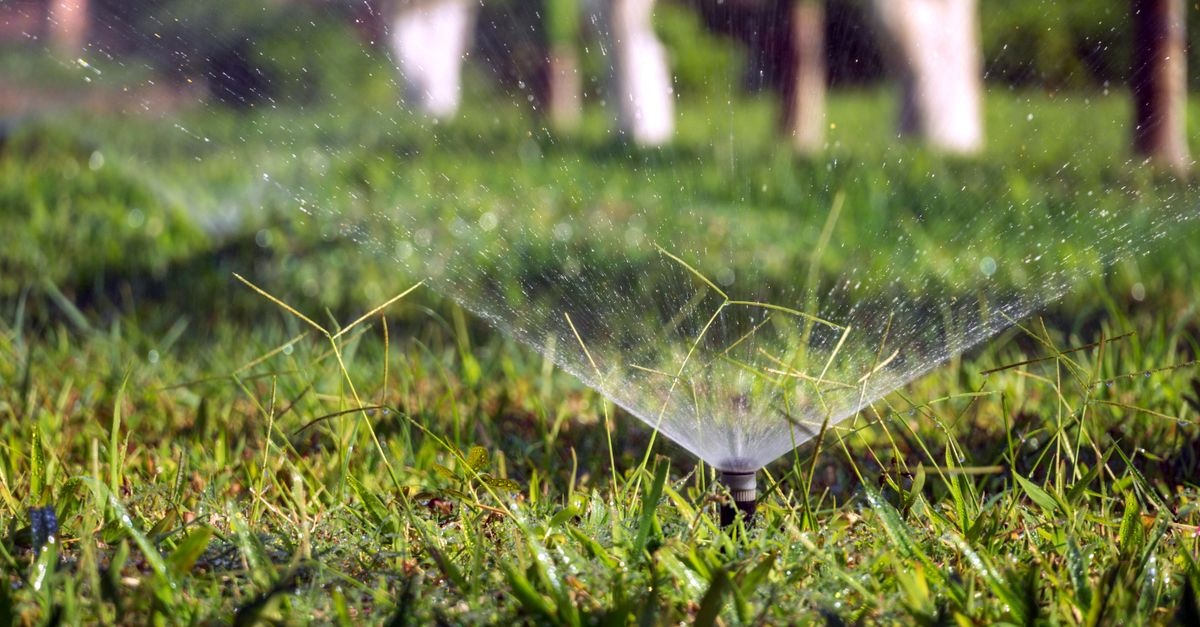 Rasen bei Trockenheit pflegen: So bleibt dein Grün auch im Sommer vital