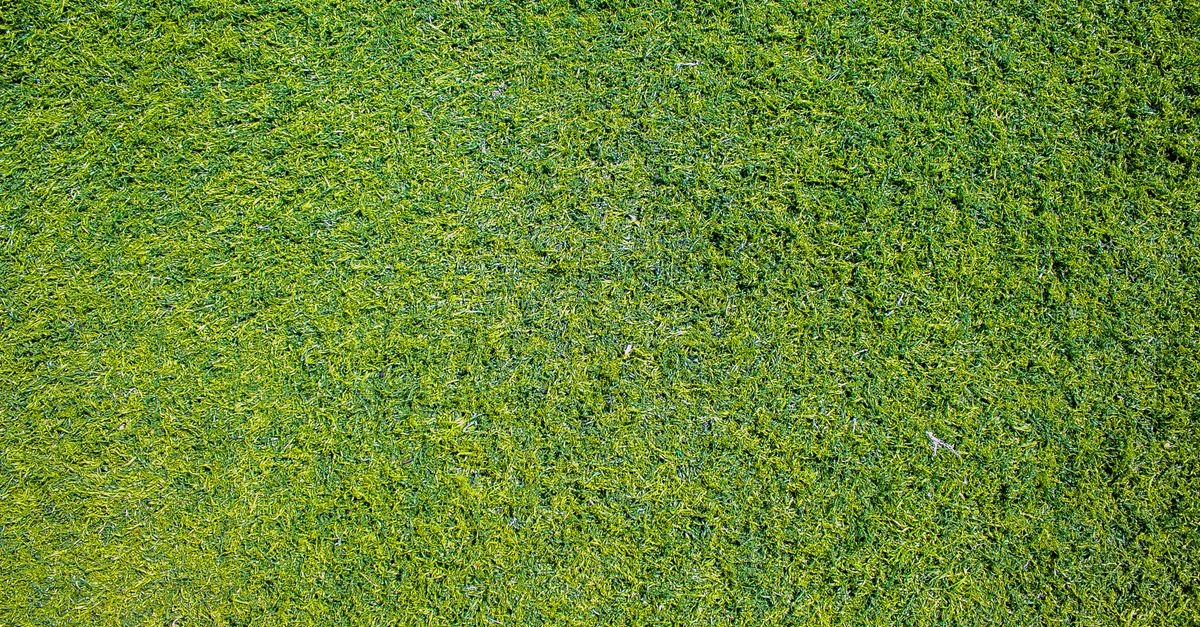 Frischer Start für den Rasen: So wird Ihr Grün im Frühling wieder dicht und kräftig