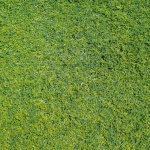Frischer Start für den Rasen: So wird Ihr Grün im Frühling wieder dicht und kräftig
